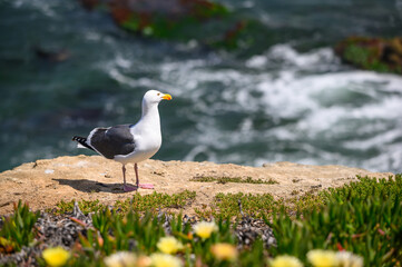 Seagull bird on the cliff. Ocean waves, blurred sea water surface from above, cliff, La Jolla shore waterfront promenade, California USA. Succulent green plant, pacific coast. 