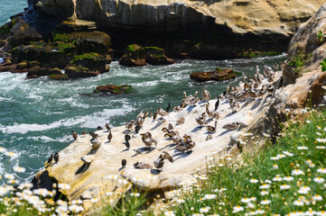 Bird cliff rock La Jolla cove with brown Pelican and Brandt's cormorant, California, USA.  Ocean waves crushing at the rocky beach, cliff, pacific coast. 