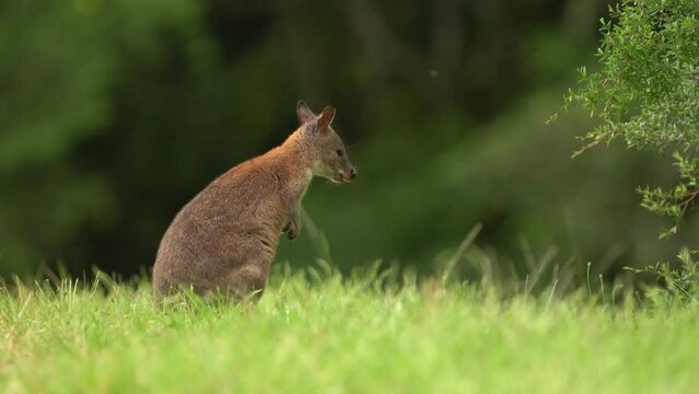 Red-necked Pademelon Thylogale thetis forest-dwelling marsupial, eastern coastal region of Australia between south-east Queensland and New South Wales. Smaller than kangaroo and wallaby.