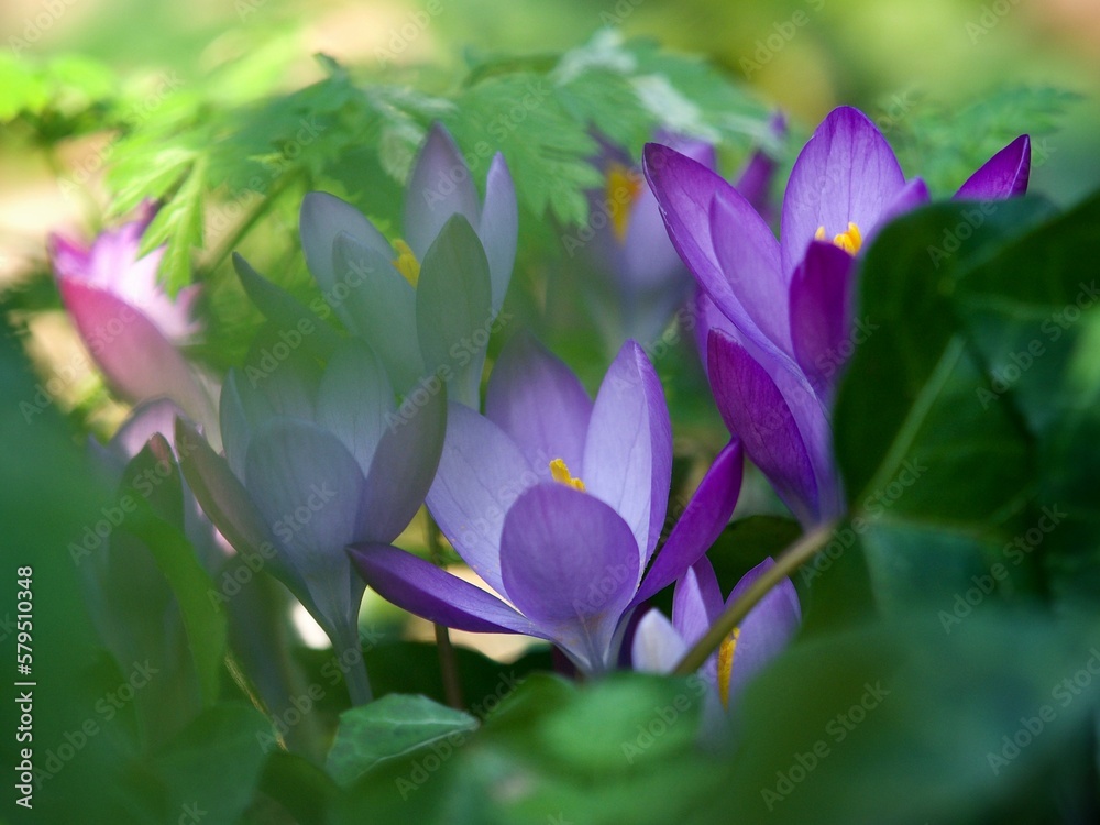 Sticker wild crocus blooming in spring