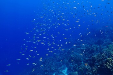 Deep coral reef and school of fish in the tropical blue ocean. Underwater photography from scuba diving with marine life. Fish in the sea. Aquatic wildlife in the sea.