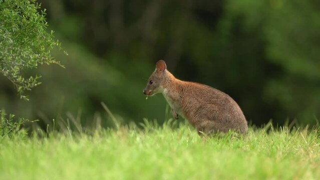 Red-necked Pademelon Thylogale thetis forest-dwelling marsupial, eastern coastal region of Australia between south-east Queensland and New South Wales. Smaller than kangaroo and wallaby.