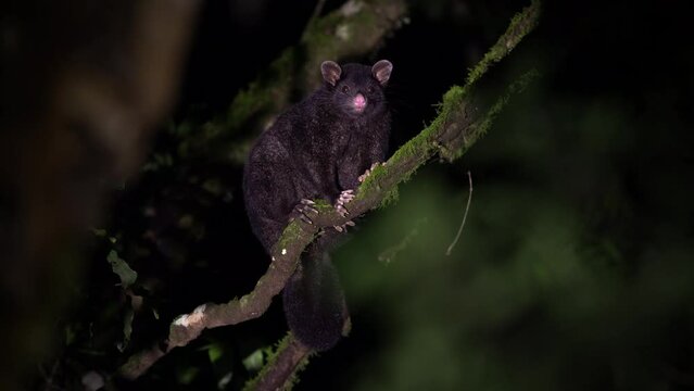 Short-eared possum -Trichosurus caninus nocturnal marsupial in Phalangeridae endemic to Australia, also called Mountain Brushtail possum or Bobuck fury animal on the tree in australian forest.