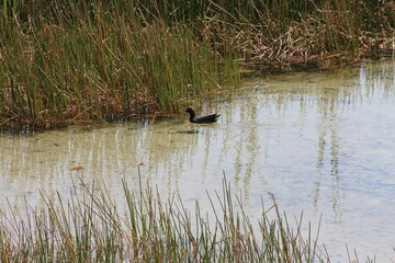 Bird on the pond water