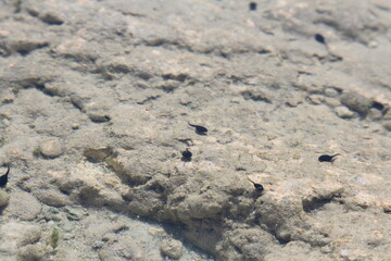 Tadpoles in the water over the rocks