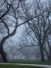 Brownwood Texas, Riverside park during a foggy day. Mourning lonely path. Winter season.