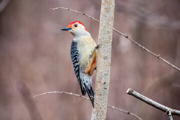 Red-bellied Woodpecker on a branch