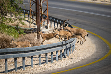 Group of Nubian Ibex crossing a curved road and skipping over a safety rail, by the Dead Sea in...