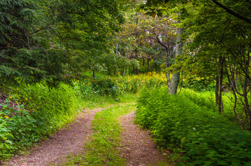 Hiking on an Old Road in the Appalachians, Virginia USA, Virginia