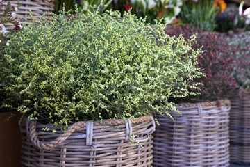 Wicker basket full of fresh cut light yellow Limonium platyphyllum flowers or florist's sea lavender in spring.