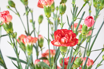 Painterly image of Carnation (Dianthus) flowers