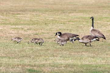 A Gaggle of Geese
