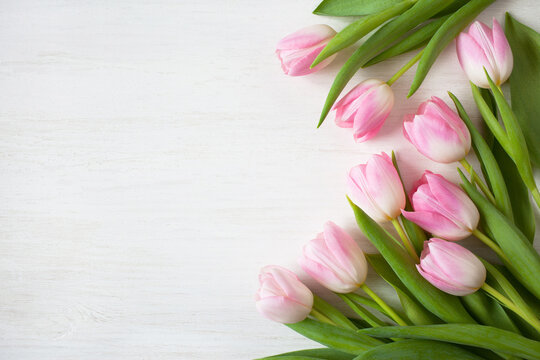 Pink flowers tulips on a white wooden background, copy space, congratulations