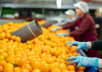 Industrial modern tech production sorting line of ripe sweet tasty citrus fruits in packing plant.