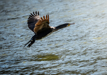great crested grebe