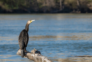 great blue heron