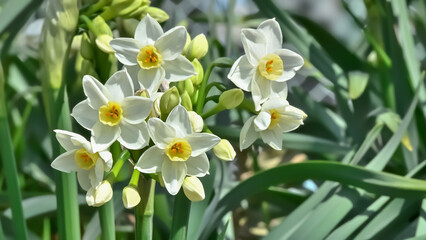 Obraz premium 水仙の花(Narcissus) 