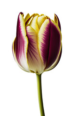 isolated beautiful yellow and purple tulip flower photo, png, transparent background, spring, summer, floral, vertical, horizontal, , generative ai