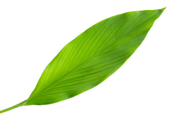 Green leaf of turmeric on white background.