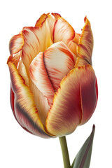isolated red, white and orange tulip flower photo, png, transparent background, spring flowers, summer, floral, vertical, horizontal, up close, blossom, petals, generative ai