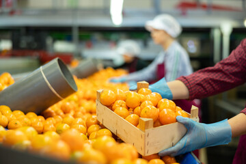 A box with ripe tangerines on the conveyor of a fruit processing plant. Sorting and packaging of citrus fruits.