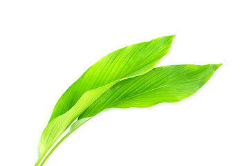 Green leaves of turmeric on white background.