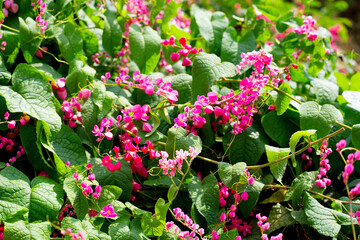 Mexican creeper, Chain of love, Coral vine. Pink flower