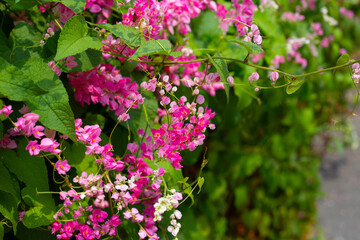 Coral vine or Mexican creeper. Pink flower