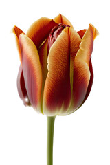 isolated beautiful deep red, white, purple tulip flower photo, png, transparent background, spring, summer, floral, vertical, horizontal, up close, blossom, generative ai