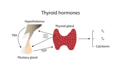 Thyroid hormones - obrazy, fototapety, plakaty