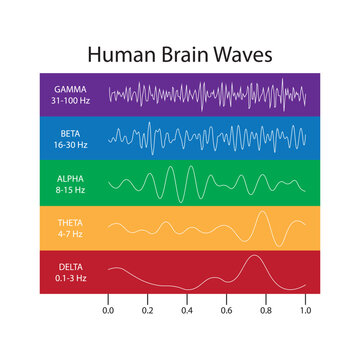 Human Brain Waves