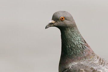 Pigeon des villes