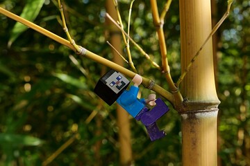 Fototapeta premium LEGO Minecraft small figure of Steve hanging on side limb of asian bamboo plant Phyllostachys Aureosulcata, also called Yellow Groove Bamboo., native to Zhejiang province in China. 