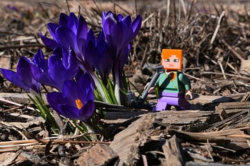 Fototapeta premium LEGO Minecraft figure of Alex with iron pickaxe walking next to blue blossoming Crocus flowers, latin name Crocus Neapolitanus, growing from garden mulch. In spring daylight sunshine. 