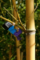Fototapeta premium LEGO Minecraft figure of Steve climbing on side limb of asian bamboo plant Phyllostachys Aureosulcata, also called Yellow Groove Bamboo., native to Zhejiang province in China. 
