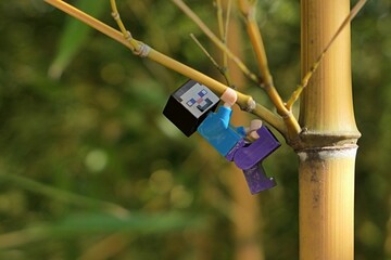 Fototapeta premium LEGO Minecraft small figure of Steve climbing on side limb of asian bamboo plant Phyllostachys Aureosulcata, also called Yellow Groove Bamboo., native to Zhejiang province in China. 