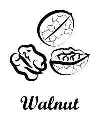 Crustaceans, fruit, walnut icon