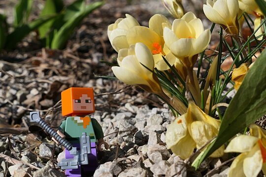 LEGO Minecraft figure of Alex with iron pickaxe standing nex to Golden Crocus flowers, latin name Crocus Chrysanthus, in full blossom. Spring daylight sunshine. 