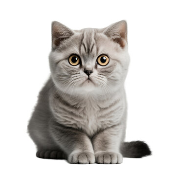 Cute cat in front on transparent background. PNG, ai