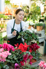 flower shop consultant picks up young Cyclamen bush to client