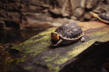 turtle on a rock