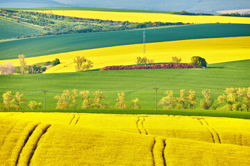 Amazing green and yellow rape spring fields Landscape. Agriculture Rural scene. Czech Moravia colza canola farmland bloom. Sunny waving hills.