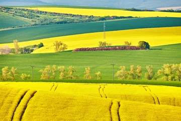  Amazing green and yellow rape spring fields Landscape. Agriculture Rural scene. Czech Moravia colza canola farmland bloom. Sunny waving hills. © NemanTraveler