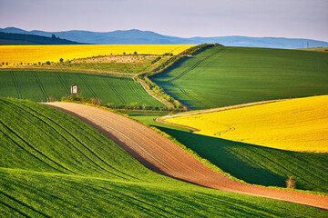 Amazing green and yellow rape spring fields Landscape. Agriculture Rural scene. Czech Moravia colza canola farmland bloom. Hunting box on Sunny waving hills. - 579523175