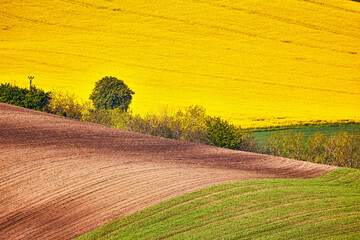 Amazing green and yellow rape spring fields Landscape. Agriculture Rural scene. Czech Moravia colza canola farmland bloom. Sunny waving hills.