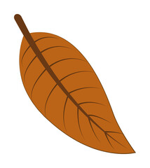 autumn brown color leaf illustration design art