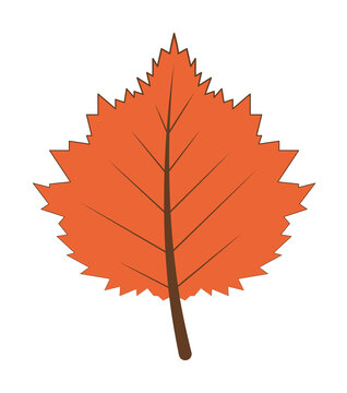 autumn orange color leaf illustration design art