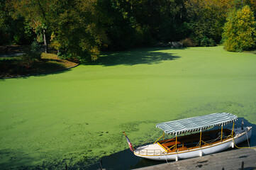 Boat in algae water