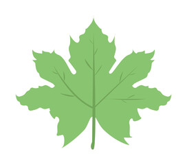Maple Leaf colored icon illustration design art