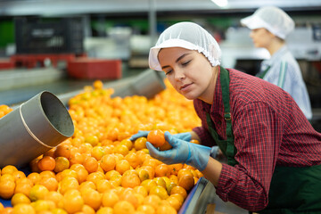 Portrait of young girl busy on factory for processing agricultural produce, sorting ripe orange mandarins on conveyor line © JackF